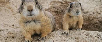 Arizona has experienced 64 cases of the disease since 1950, when the first known human case of plague occurred. Tackling The Plague In Prairie Dogs Morris Animal Foundation