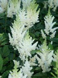 Don't sacrifice style or design. 23 Favorite Shade Plants For Ohio Ideas Shade Plants Plants Perennials