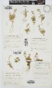 Image result for Droguetia ambigua