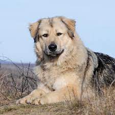 How much does it cost to own a dog and care for it properly? Caucasian Shepherd Full Profile History And Care