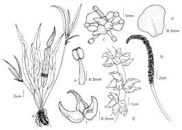 Image result for Aponogetonaceae