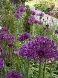 Diese gedeihen besonders gut auf dem balkon oder im garten. Pin Auf Garten Terrasse Ideen Garden