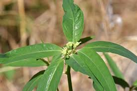 Image result for Euphorbia heterophylla
