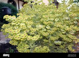 Image result for Dalbergia martinii