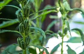 Hiểu về mỹ phẩm ORGANIC? - Mộc Paris