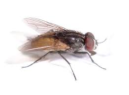 Discover savings on outdoor flies control & more. How To Keep Flies Away 8 Easy Ways To Repel Flies Insight Pest
