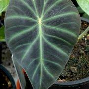 Image result for Remusatia