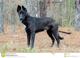 Belgian malinois are squarely built, proud, and alert herders standing 22 to 26 inches. Gemischte Zucht Des Schaferhunds Belgian Malinois Stockbild Bild Von Espe Daten 83230125