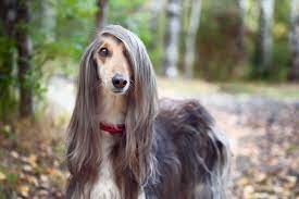 The apple head chihuahua and the deer head chihuahua have this kind of coat. 17 Top Dog Breeds Sporting Longhaired Locks