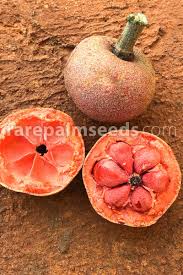 Image result for Pentadiplandraceae