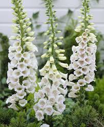 Image result for Digitalis purpurea alba/ red spots