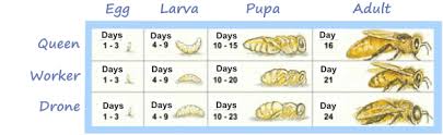 The Jobs Of A Bee What Is The Life Of A Bee Bee What Is Life About Bee Keeping