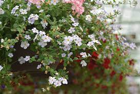 On the street of bookness street and street number is 1605. Greenhouses Prepare To Satisfy The Thirst For Spring Local News Themorningsun Com