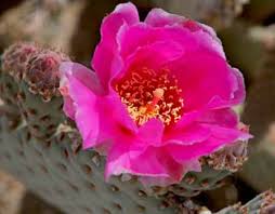 Check spelling or type a new query. Arizona Cactus Flowers Pictures Images Photo Galleries