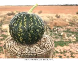 Image result for Cucumis myriocarpus
