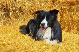 Epingle Par Caniprof Sur German Shepherd Brandy Chiens De Troupeau Races De Chiens Chien Colley