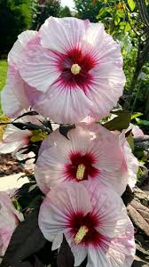From My Small Garden Giant Hibiscus Beautiful Flowers Flowers Bridal Mehndi Designs