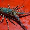 Sebelum aku cuba lobster, aku setelkan udang galah dulu ok haha! 1