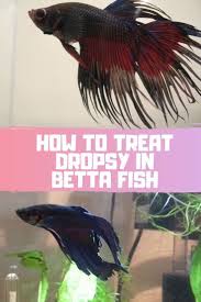 Betta Dropsy Is Extremely Serious And Often Fatal Find Out How To Treat Dropsy In Betta Fish In This Article Betta Betta Fish Betta Betta Fish Tank