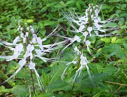 Hasil gambar untuk gambar kumis kucing