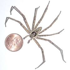 'they were gliding a lot, they were having a party. Giant Huntsman Spider World S Largest Spider By Leg Span Live Science