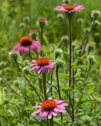 Feb 17, 2016 · the most common herbal tinctures i prescribe for immune boosting are plantain and echinacea. Echinacea Purpurea Wikipedia
