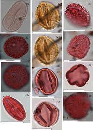 Image result for Anthospermum ammannioides