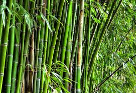 Bambu merupakan bahan baku dari berbagai peralatan rumah tangga yang utama sebelum datangnya era peralatan rumah tangga dari plastik. Tahukah Anda Cara Pengawetan Bambu Secara Alami Halaman 1 Kompasiana Com