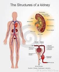 The Kidneys Are Bean Shaped Organs That Serve Several Essential Regulatory Roles