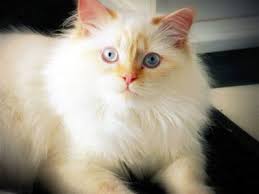 Himalayan/ragdoll raised in house since birth. Rocco The Daily Kitten