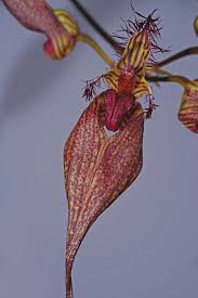Image result for Bulbophyllum oreonastes