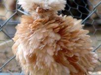 Daha Allah In Ac Ne Yarattiklari Var Ki Bilmedigimiz Animals Doing Funny Things Frizzle Chickens Pet Birds