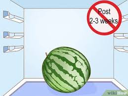 Mar 24, 2021 · like most products, once the watermelon is sliced, the chance of going bad increases. 3 Ways To Tell If A Watermelon Is Bad Wikihow