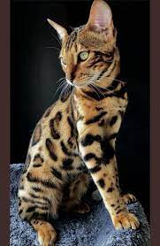 We appreciate your interest on our bengal cats and share your we fully test our bengal studs and queens and we guarantee our kitten's health free from genetic. Gorgeous Cat Cute Animals Bengal Katzchen Katzen Bengalkatze