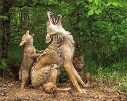 Daniel haieck from san luis in argentina writes wanna and gonna are frequently used in speech in informal colloquial english, particularly american english don't know about you two. What S All The Ruckus Coyote Howling At Night