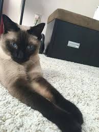 pin on siamese cats