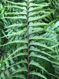 Image result for Asplenium friesiorum