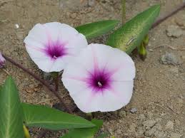 Image result for Ipomoea aquatica
