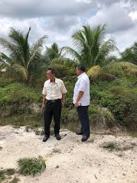 Kelapa matag adalah jenis kacukan kelapa tempatan malaya rendah (malayan dwarf) dengan tagnanan tinggi dari filipina. Projek Kelapa Matag Perlu Dipulihkan Trdi News