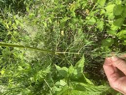 Image result for Thalictrum rhynchocarpum