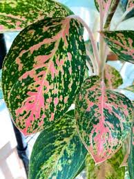 When rhizoctonia causes root rot, it attacks roots that are in the upper layer of the growing root rot. Aglaonema Chinese Evergreen The Ultimate Care Guide