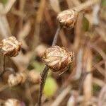 Image result for Gutenbergia