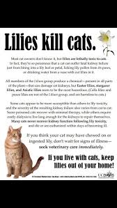 If i were you i would take your cat to the vet right away or even right now. Lilies Kill Cats Pedro Pet Pals