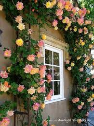 Climbing Roses New Year And Joseph S Coat Rose Seeds Climbing Roses Hybrid Tea Roses