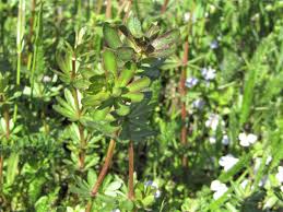 Image result for Galium chloroionanthum