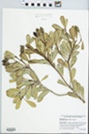 Image result for Sapotaceae