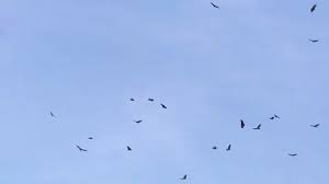 We did not find results for: Vultures Circling Stock Footage Royalty Free Stock Videos Pond5