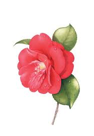Camellia Japonica 1 Print Flower Art Painting Flower Painting Botanical Artwork