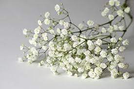 Baby S Breath Toxic Plants For Cats Cat Safe Plants Babys Breath