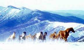 Australian Brumby Brumby Horse Horse Breeds Animal Science